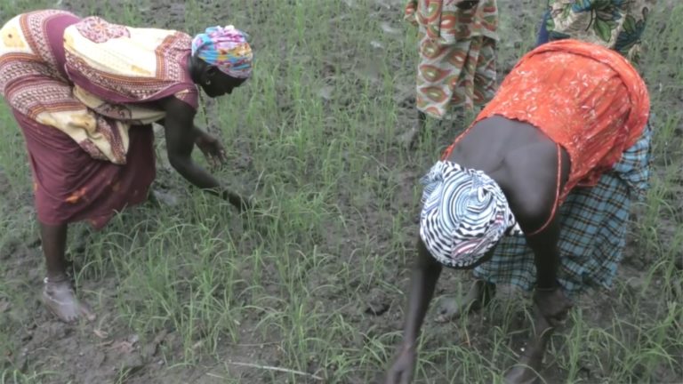 Sénégal : la production agricole a-t-elle plus que doublé en cinq ans ?