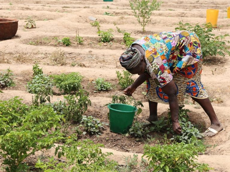 Sénégal : 79 milliards FCFA pour une production alimentaire d’urgence